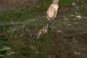 Cyrtophora_mollucensis_D4104_Z_90_Alexandra hills Brisbane_Australie